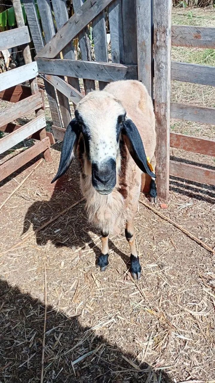 Vende-se Carneiro macho