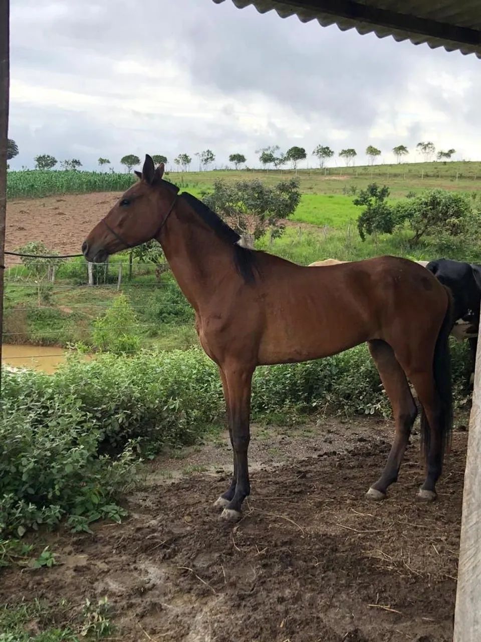 Égua MM - Foto 2