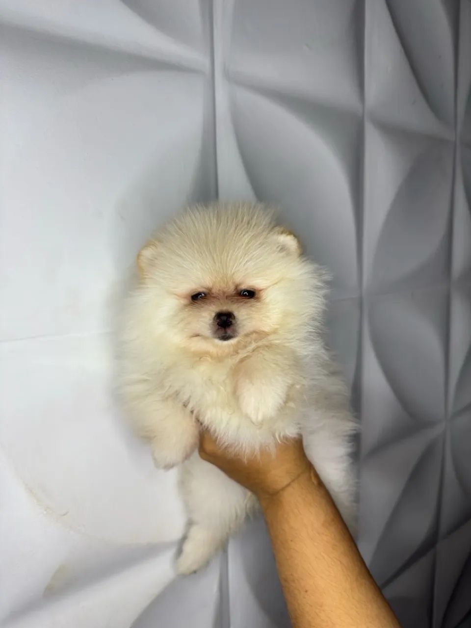 Filhote Spitz Alemão/Lulu da Pomerânia - Foto 3
