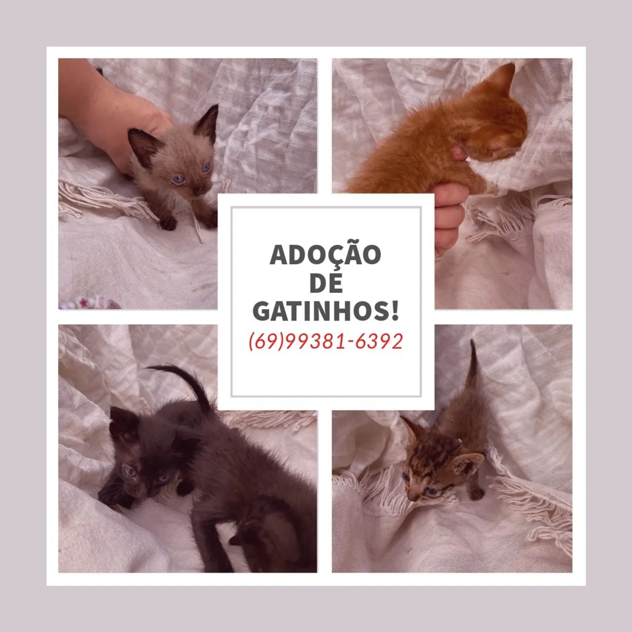 Gatinhos para adoção!
