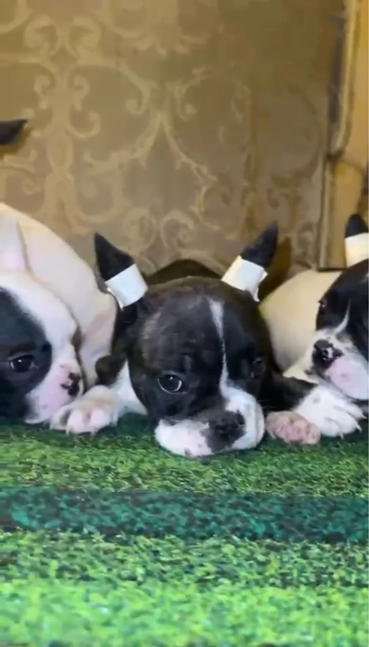 Filhotes de Bulldog Francês fêmea