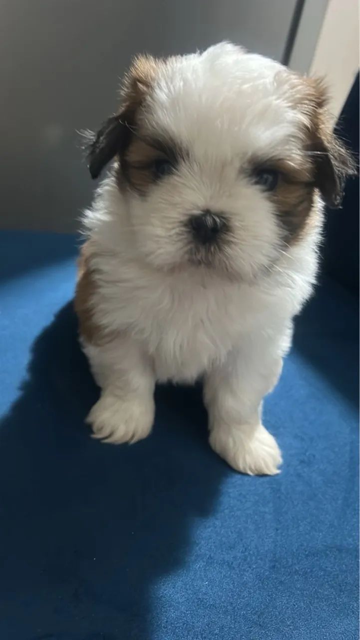 Filhote de Shih Tzu - Pelúcia de Patinhas - Foto 2