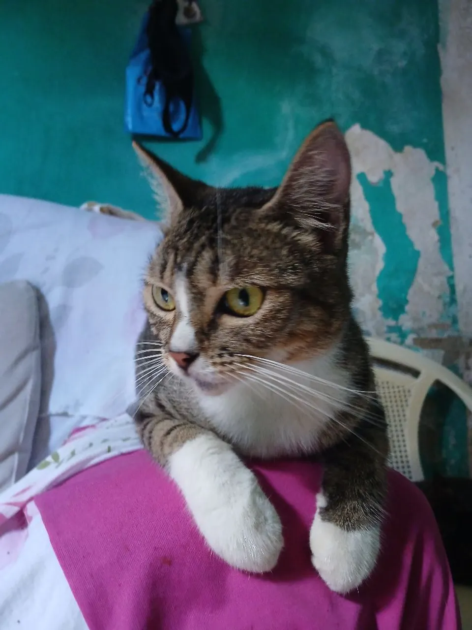 Gata jovem castrada para adoção