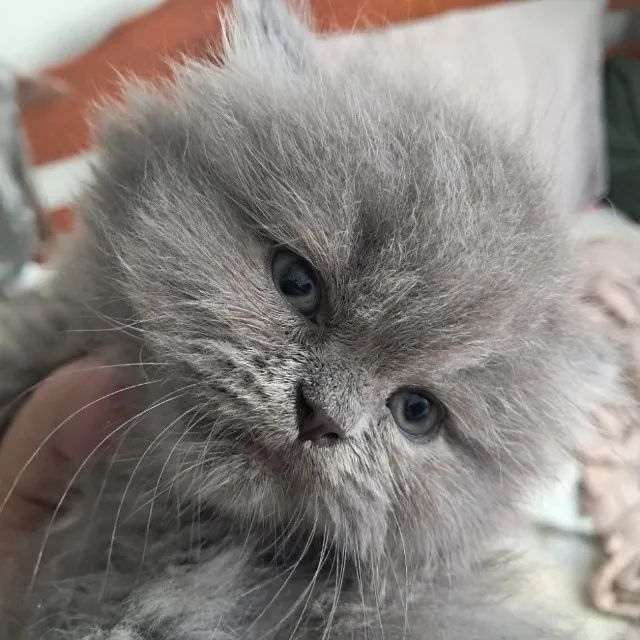 Filhotes de Gatos Persas com Pedigree - Foto 2