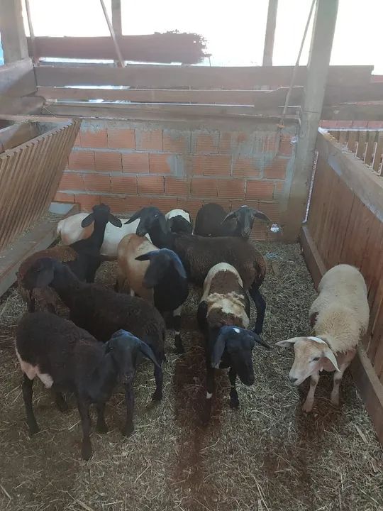 Borregos / Carneiros capados Santa Inês puro