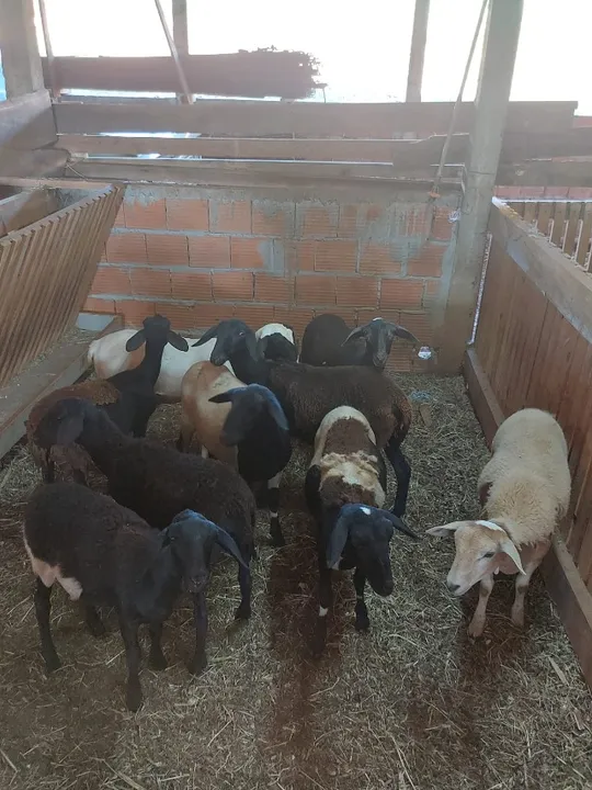Borregos / Carneiros capados Santa Inês puro