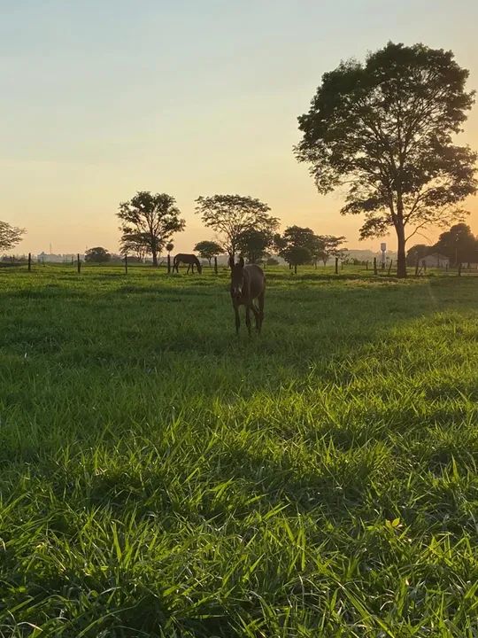 Mula de 2 anos  - Foto 4