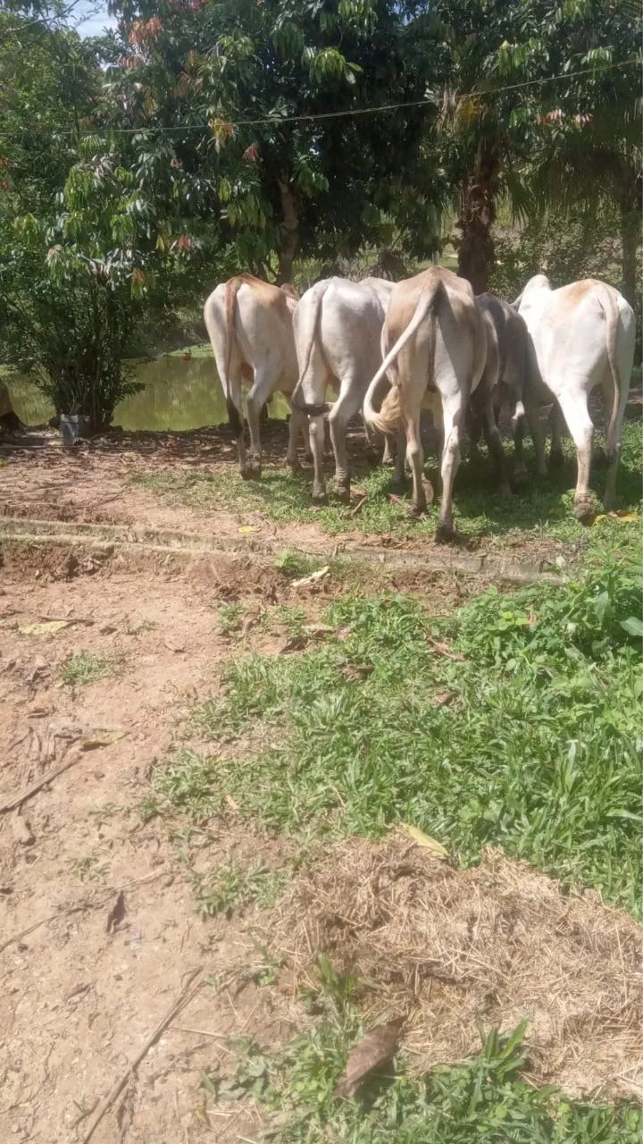 Foto - Sete Barras - 