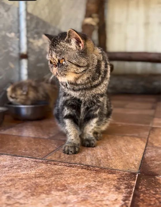 Fêmea Persa exótica 1 ano  - Foto 2