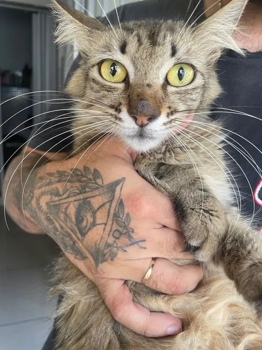 Gata fêmea castrada para adoção  - Foto 2