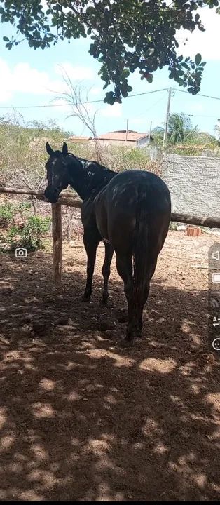 Potra 1/2 com papel - Foto 4