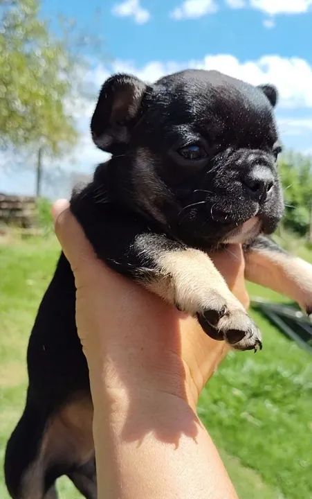 Filhote de Bulldog Francês - Foto 2
