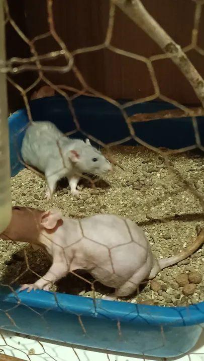 Doação ratos Twister adultos  - Foto 5