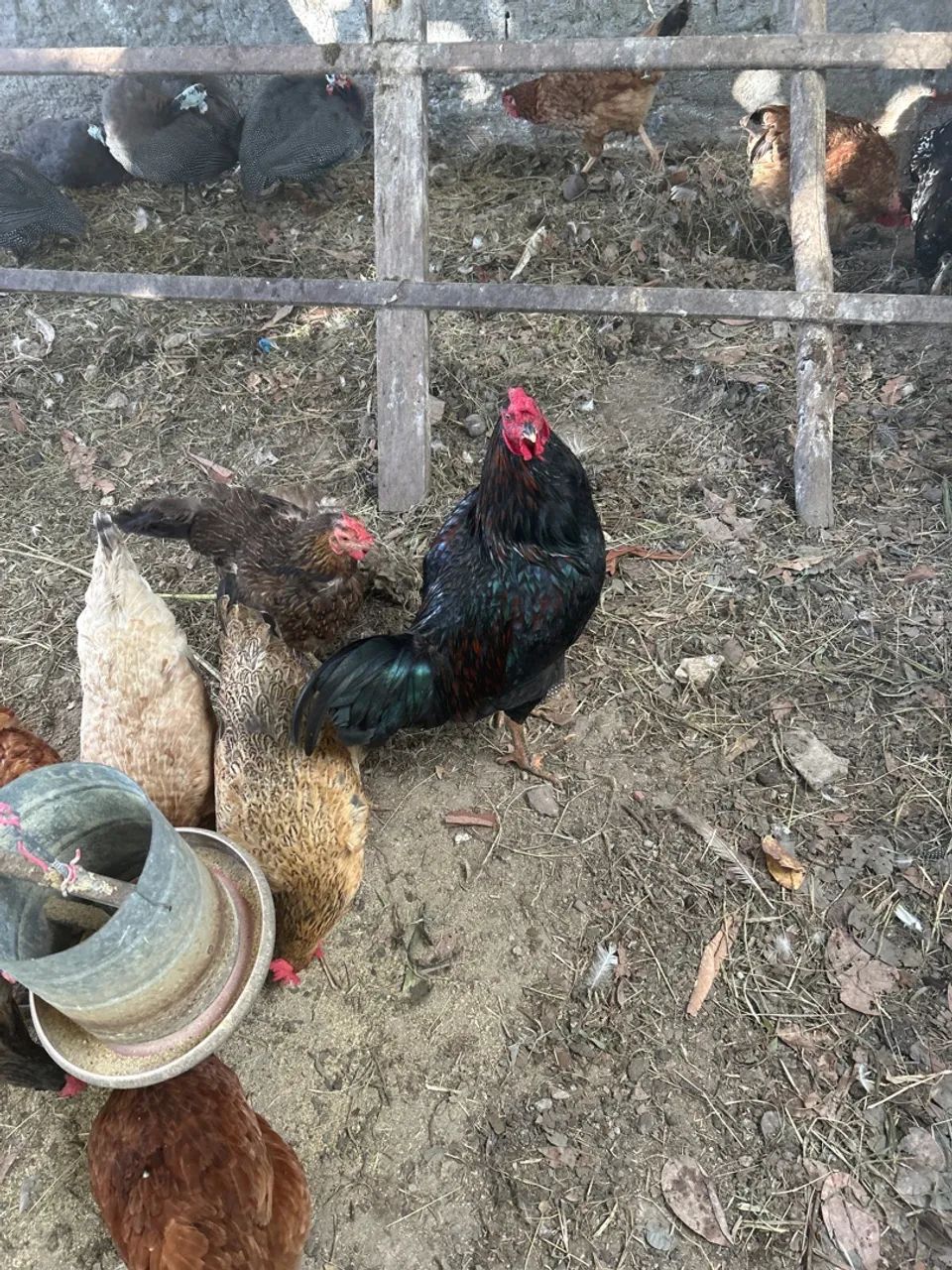 Casal de Gansos Adultos - 300,00 - Foto 2