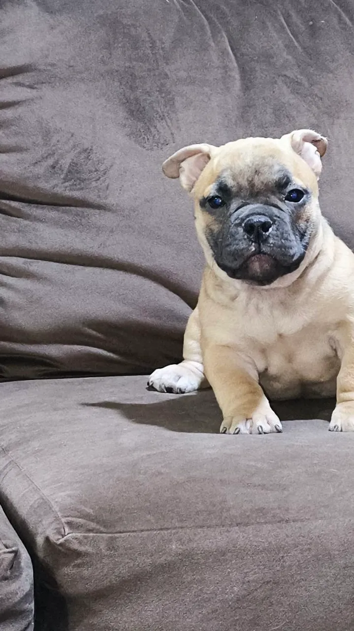 Filhote American bully Fofo e Charmoso!