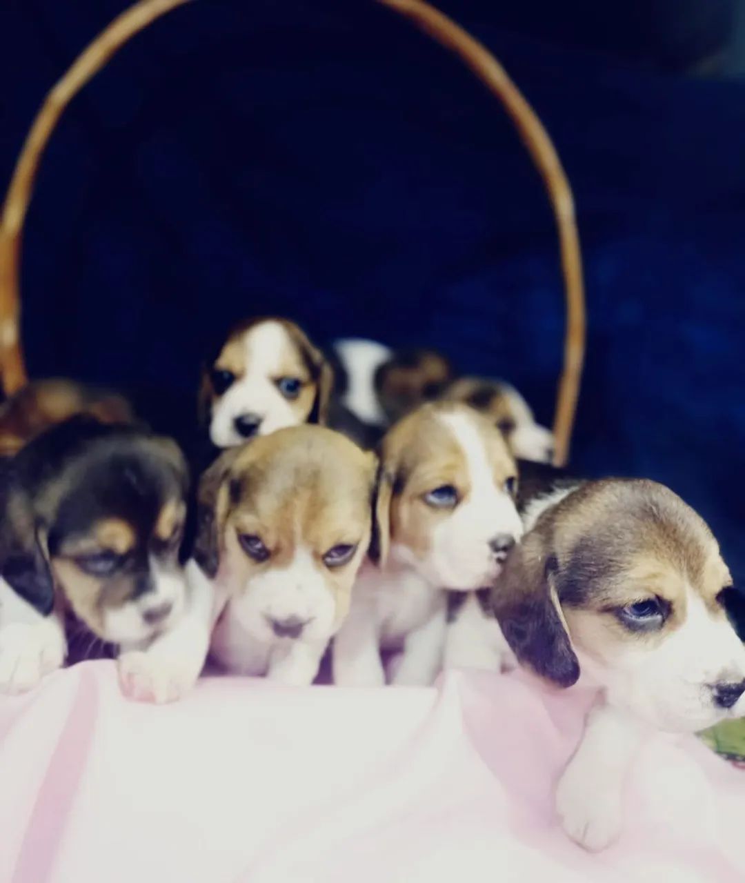Filhotes de Beagle
