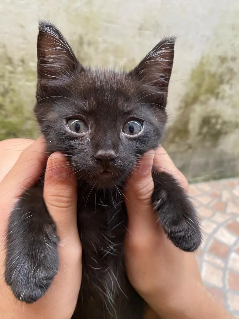 Gatinhos pra adoção 