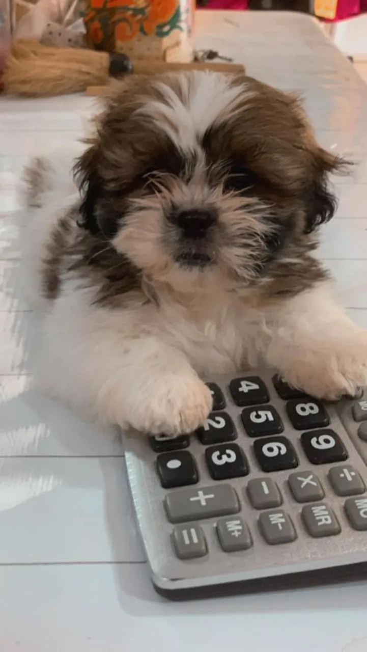 Filhote Shih Tzu Fofo e Esperto macho