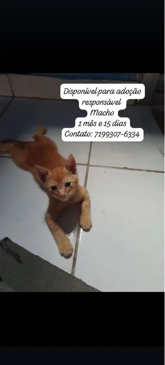 Gatinhos pra adoção  - Foto 3