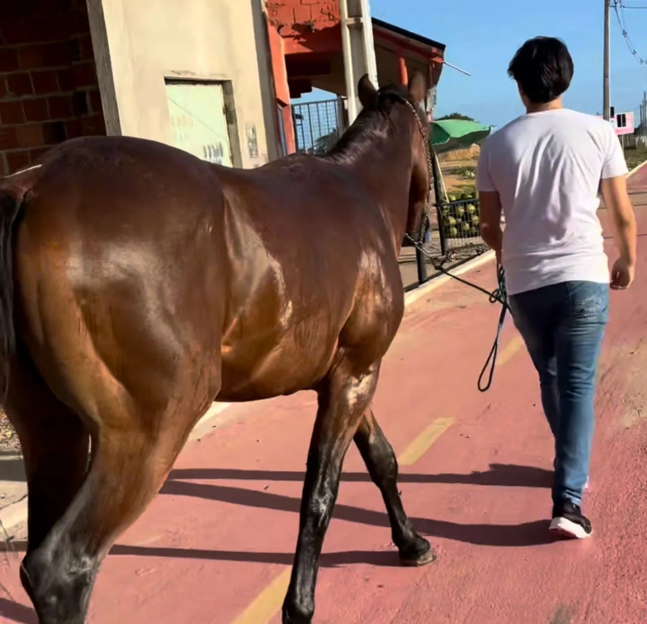 Cavalo quarto de milha - Foto 3