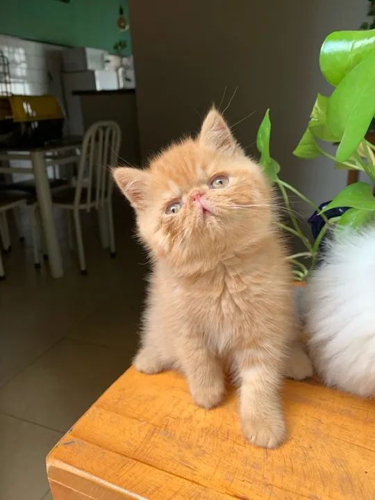 Persa e exótico  - Foto 6