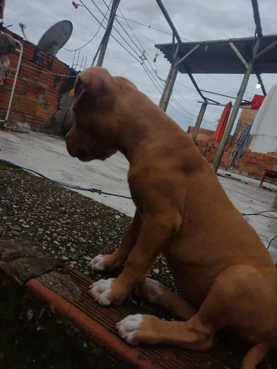 Vendo American Bully puro fêmea  - Foto 6