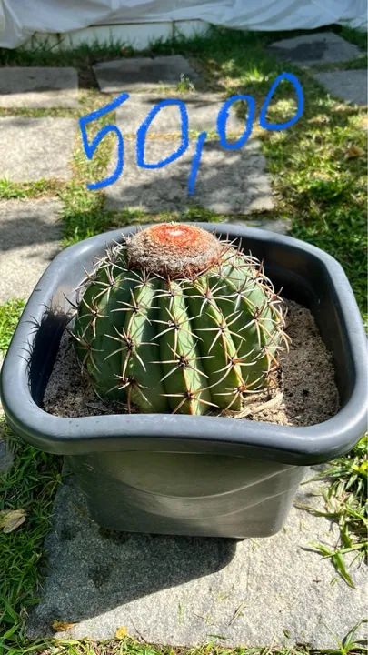 Palmeira Areca em vaso - Foto 3