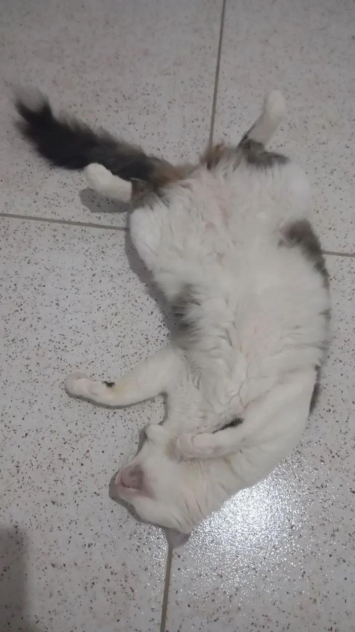 Gato branco e cinza para adoção castrado - Foto 2