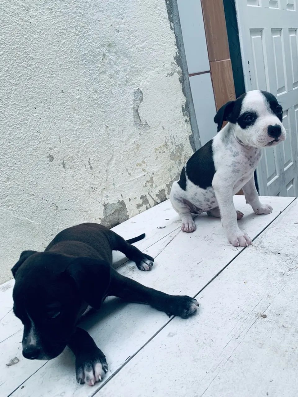 Filhote de pitbull puro ainda tem 3  - Foto 4