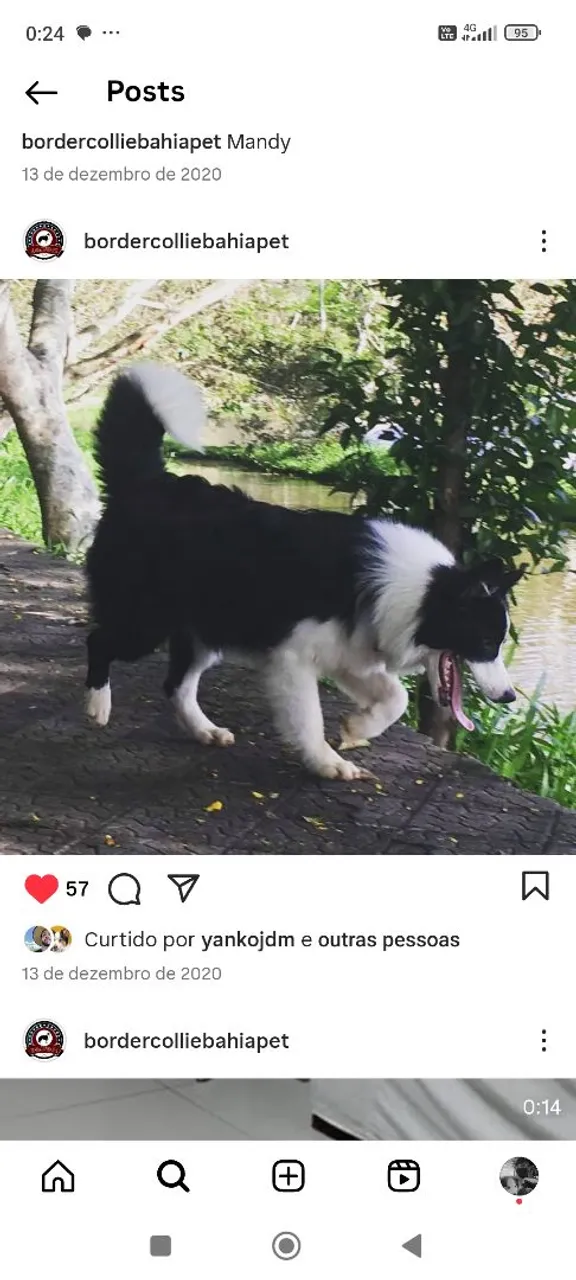 Filhotes de Border Collie, pedigree!