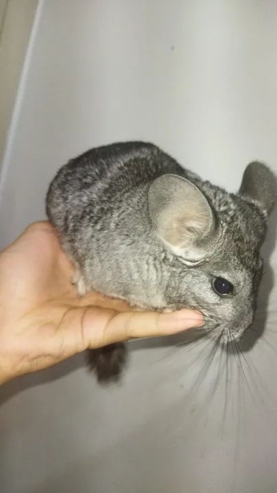 2 chinchilas com gaiola  - Foto 2