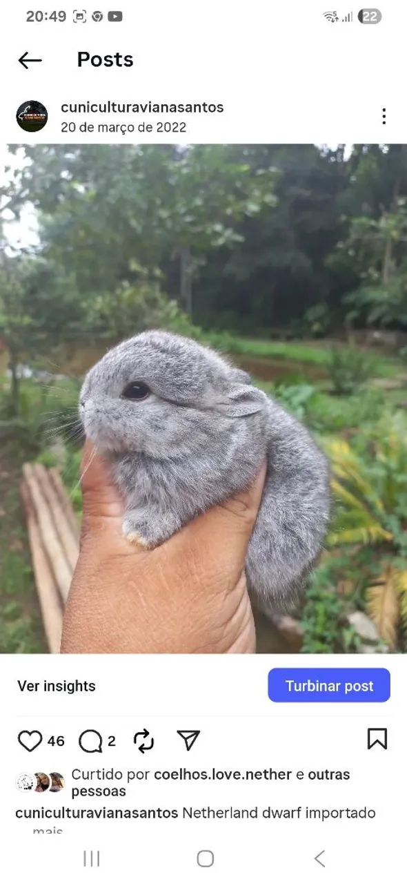 Netherland dwarf (coelho anão) - Foto 3