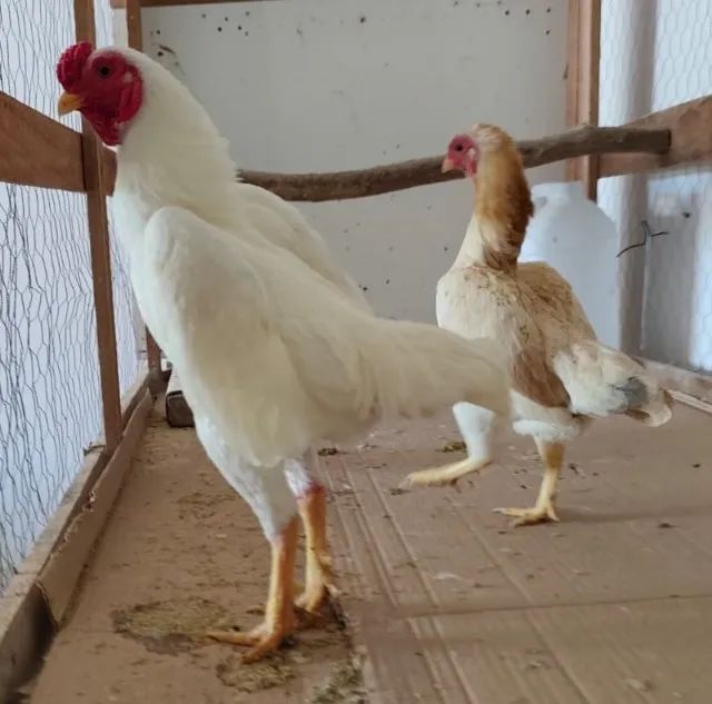 Pintos e frangos da raça Koshamo. - Foto 5