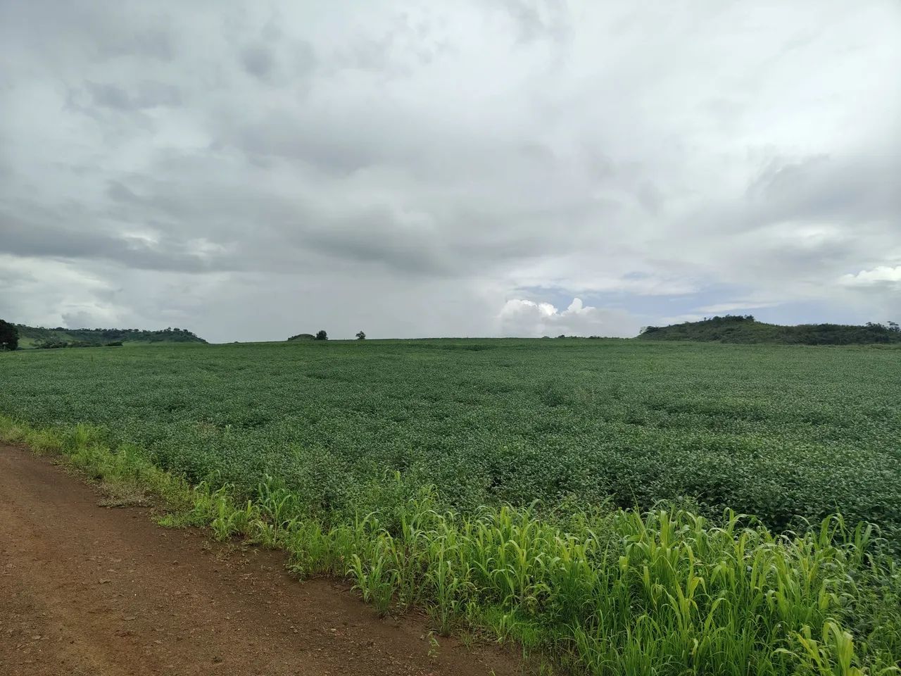 Sítio  de 39 alqueiro em Asai-Pr
