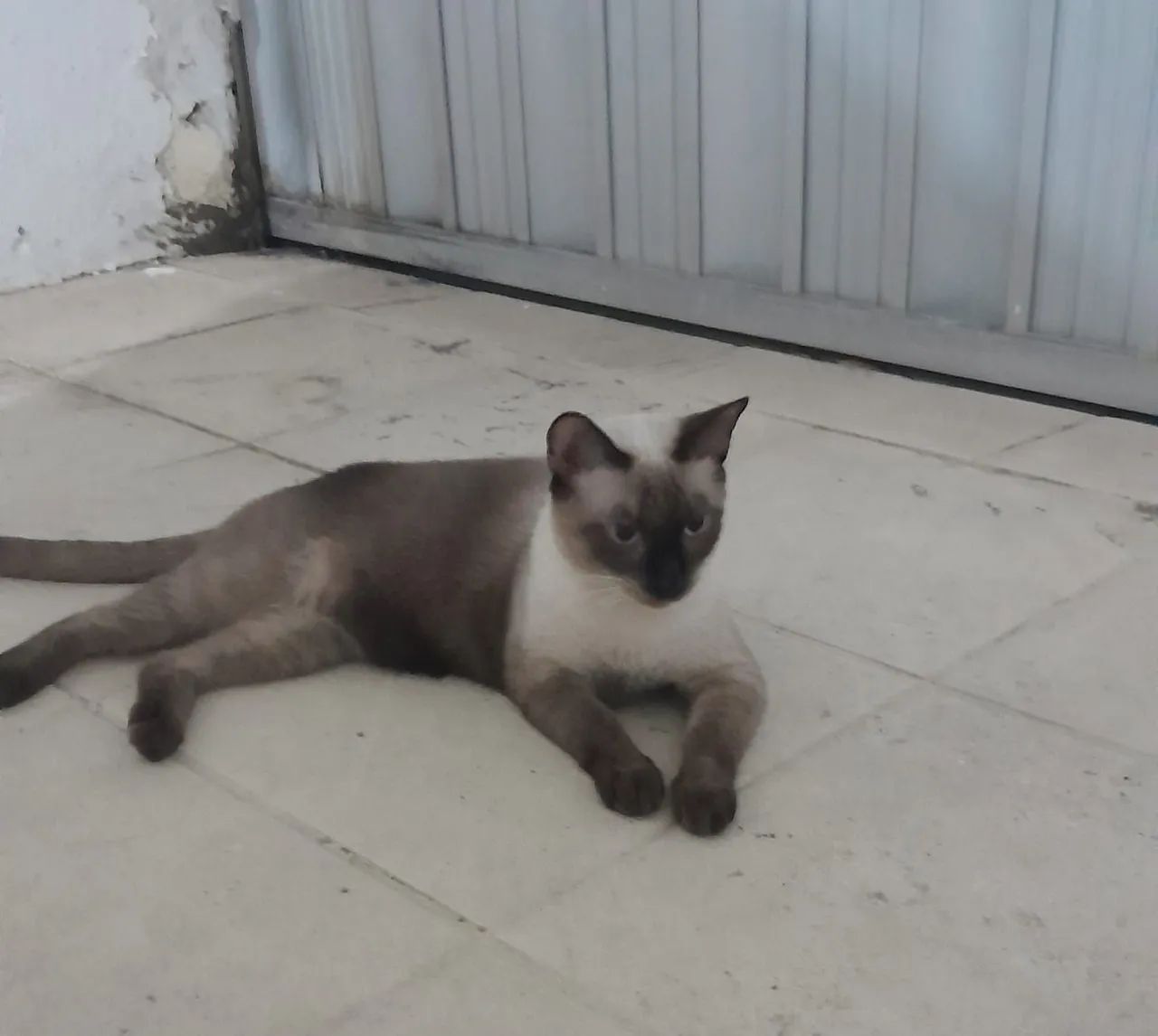 Adoção Responsável -Gata Siamesa 