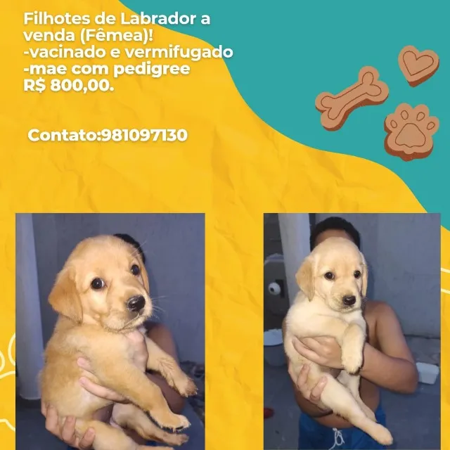 Filhotes de labrador (fêmea) - com dois meses de idade.