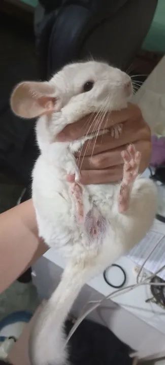 filhote de chinchila dócil - Foto 2