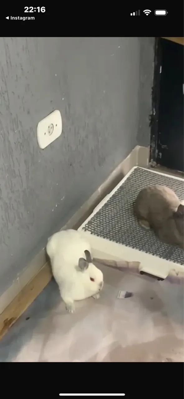 3 coelhos netherland  - Foto 3