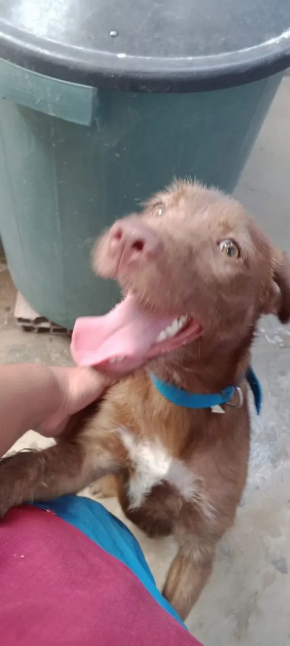 Cachorrinha para adoção 
