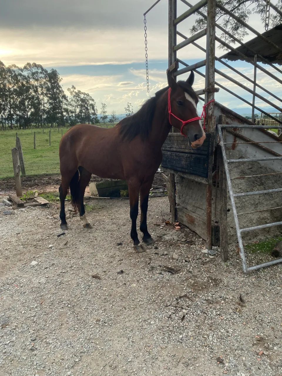 Cavalo mangalarga  - Foto 2