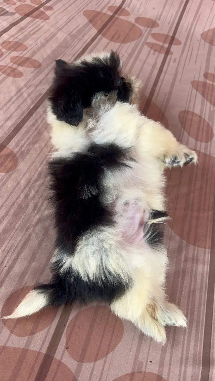 *Filhote de Shih Tzu* - Foto 4