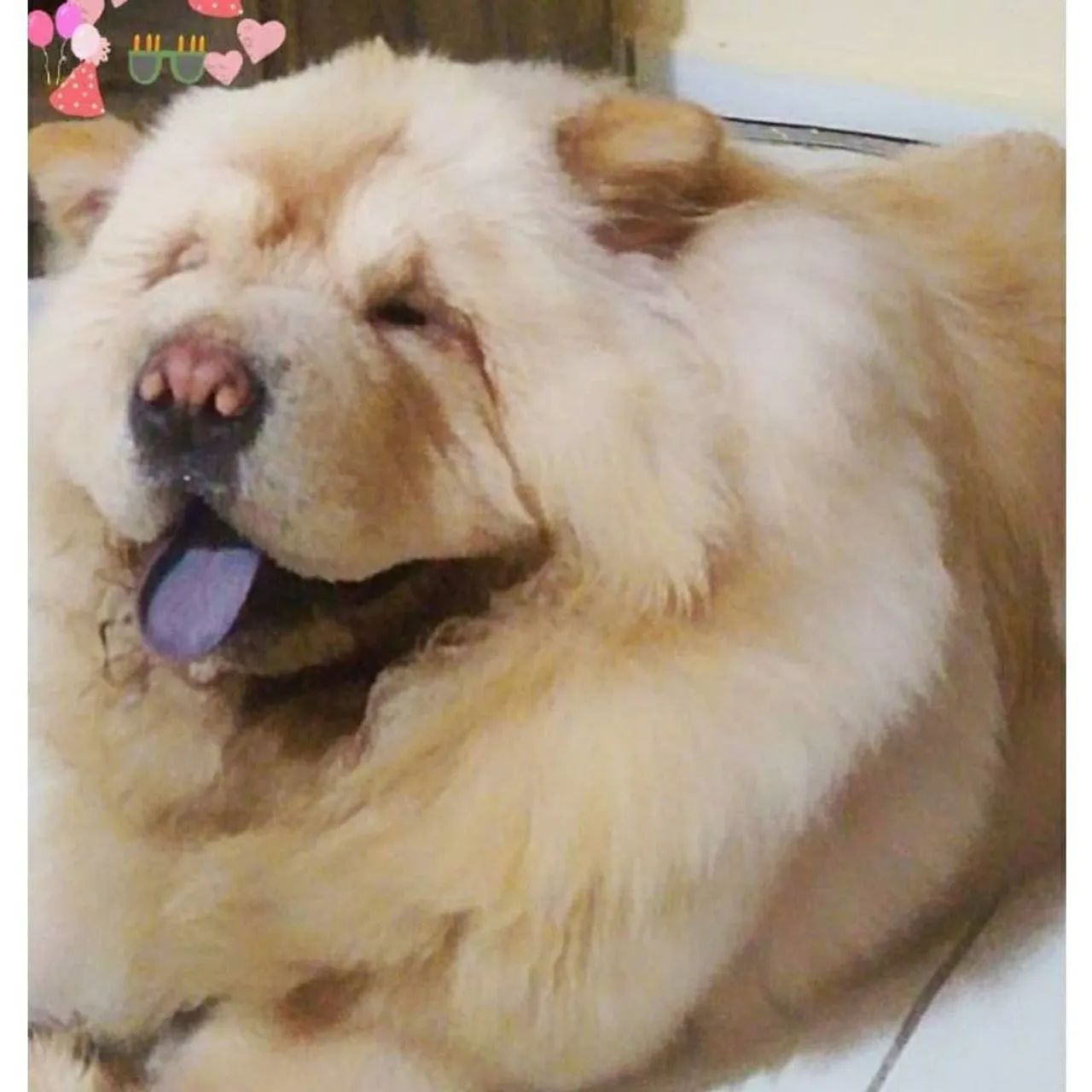 Chow Chow filhote macho lindo - Foto 2