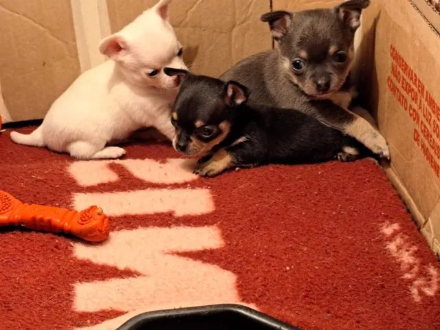 Chihuahua Macho Micro Gold / cream : O Tesouro Perfeito Para Sua Casa!