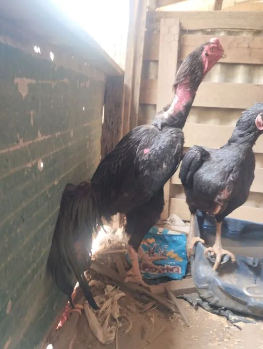 Galinha shamo ukeban  - Foto 2