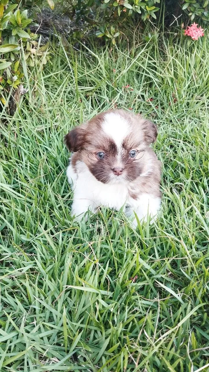 Filhote de Shih Tzu adorável