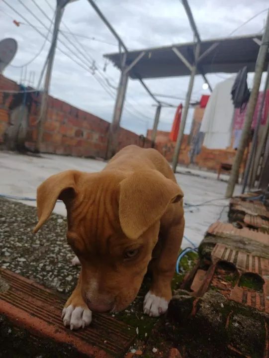 Vendo American Bully puro fêmea  - Foto 5