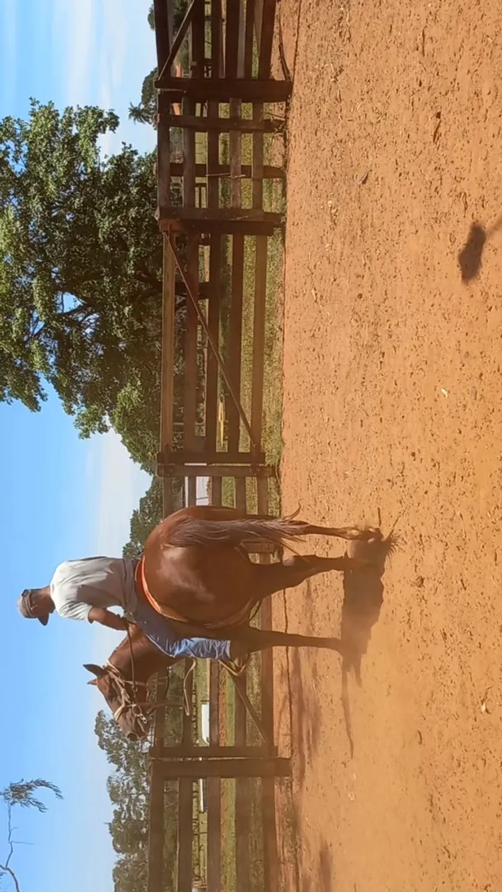 Égua para venda
