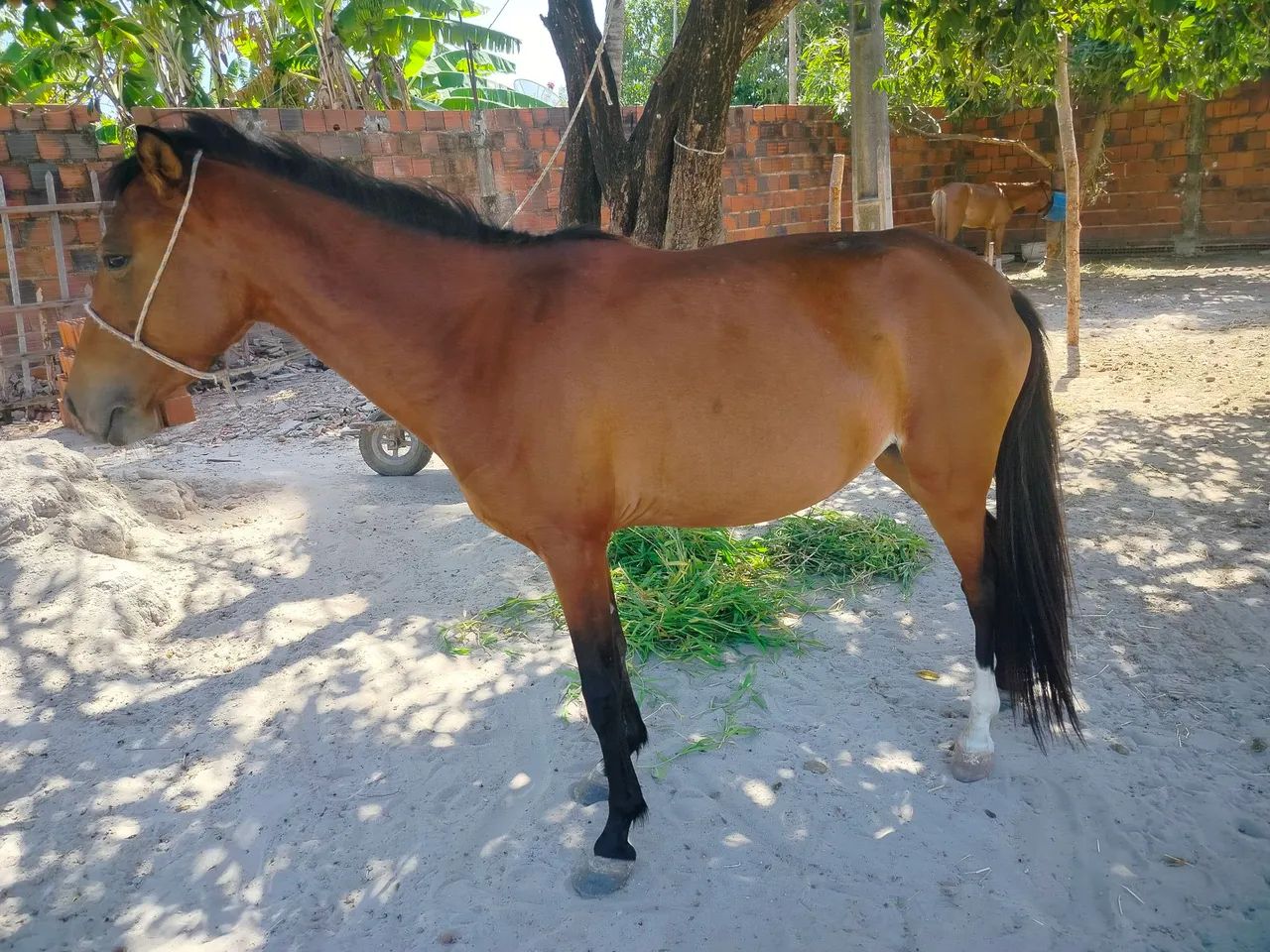 Vende-se uma égua com 2anos de idade  - Foto 2