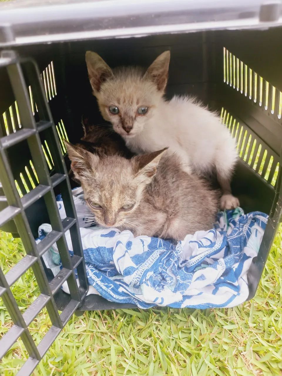 Doação gatinhos - Foto 3