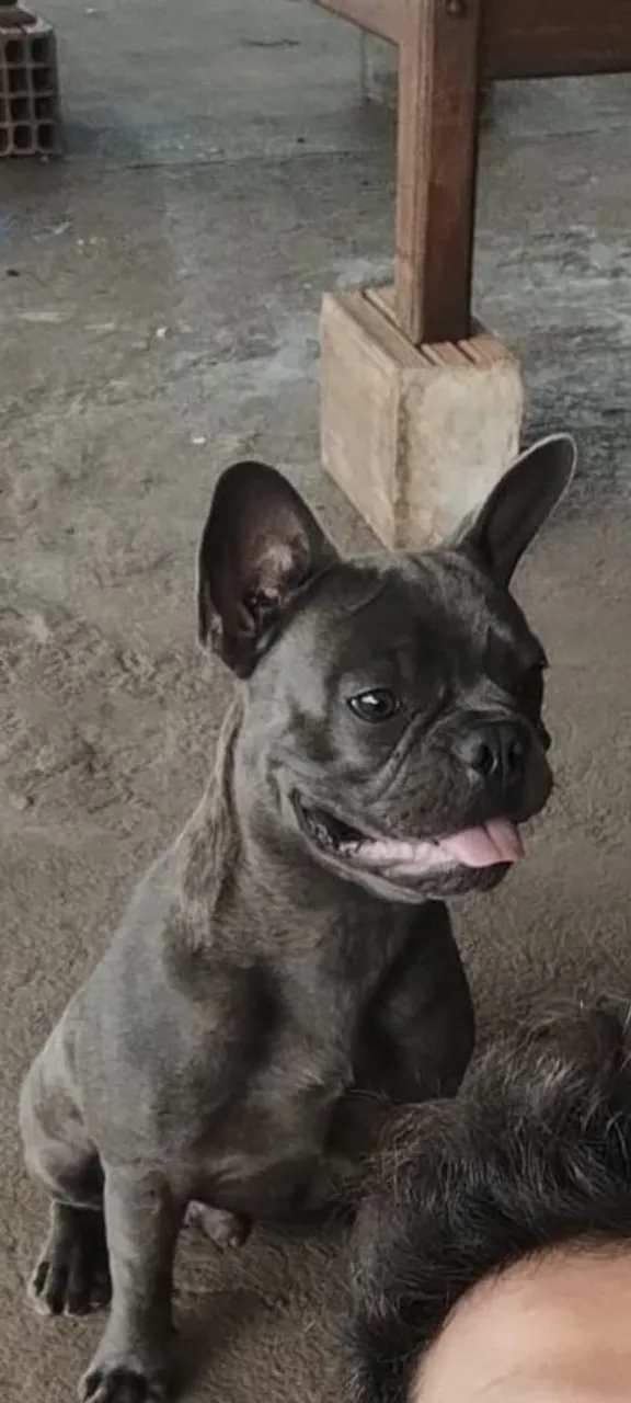 Bulldog Francês - Macho
